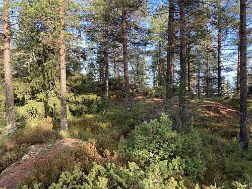 Toppunktet på Hektnerhøgåsen