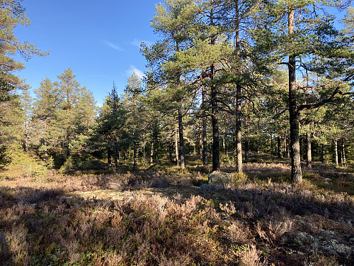 Den sørligste av de to jevnhøye kollene på Skutberget. Nydelig skogsterreng her inne!
