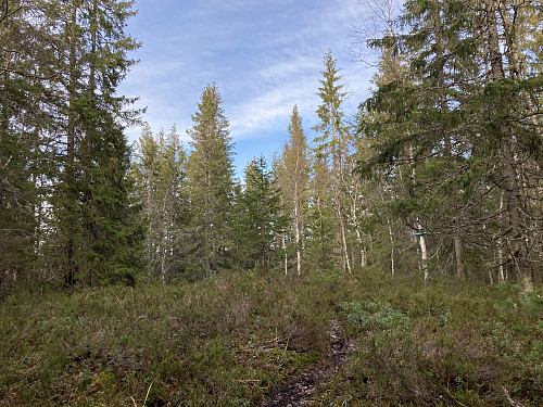 Bjørnholthøgda i Nittedal