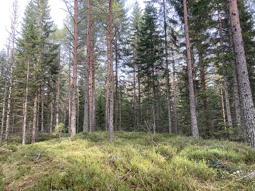 Finfallåsen er bare et høydepunkt i marka