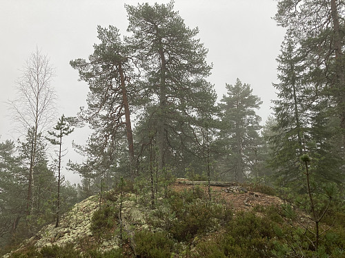 Toppen av Midtre Krokvannsås 276 moh
