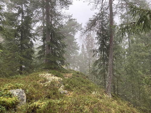 Toppkollen på Ørnehøgda nord 293 moh