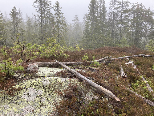 Storhaugen har et åpent skogsterreng, og det er sikkert flott her oppe når været er litt lettere