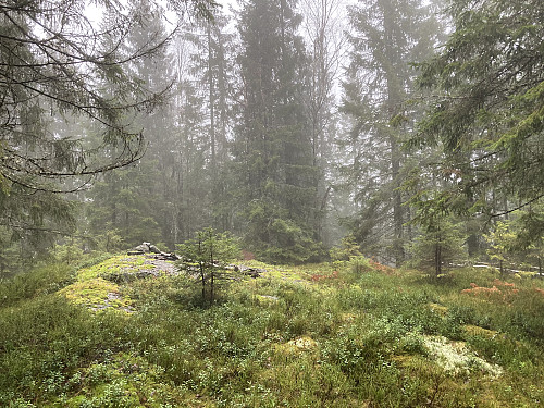 Vardetoppen på Elkollen. Herfra er det nok noe utsikt nordover på klare dager