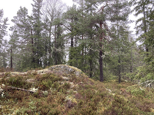 Toppkollen på Kåterudhøgdene 331 moh