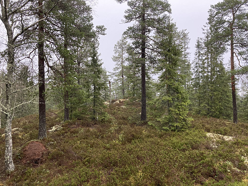 Snart fremme ved Kåterudhøgda øst. Her inne er det nok ikke vanlig å se andre mennesker!
