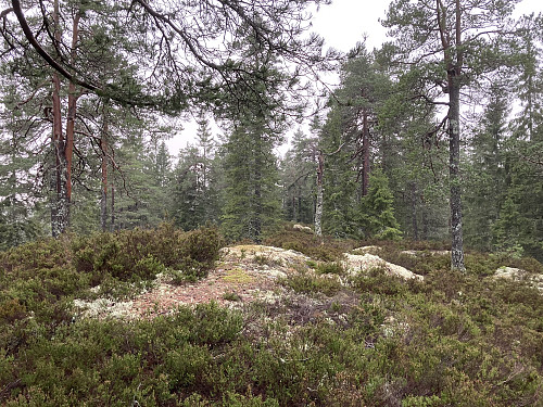 Kåterudhøgda øst