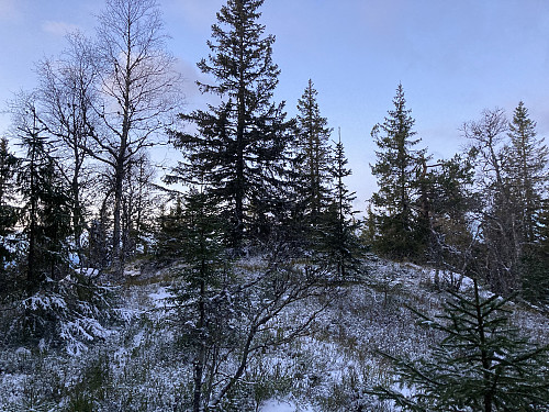 Stubbdalskampen 605 moh 