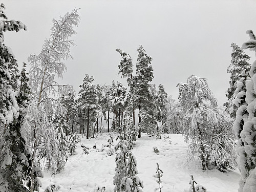 Veslesjølen 284 moh i Lillestrøm kommune