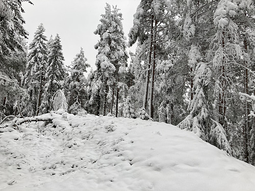 Sjølen 286 moh er bare et par meter høyere enn naboen på motsatt side av dalen