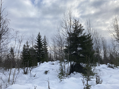 Selve toppunktet på Skaugumsåsen ligger på en liten kolle 20-30 meter unna stien som går videre mot NV. Her er det nok bare toppsamlere som stikker innom ;)