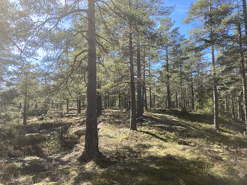 Snart på toppen av Presthøgås