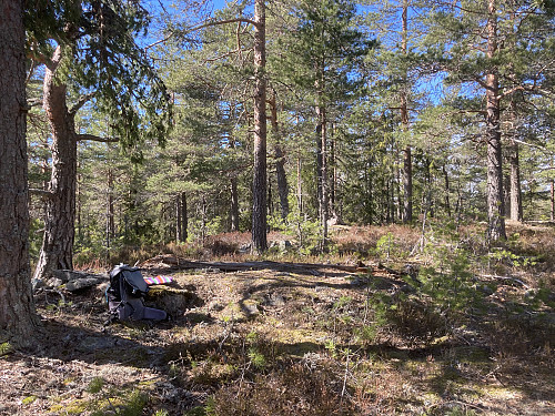 Fint skogsterreng på toppen av Presthøgås