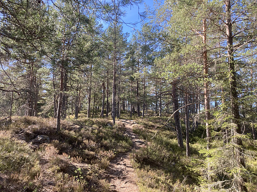 Flott skogsterreng å gå i på denne åsen!