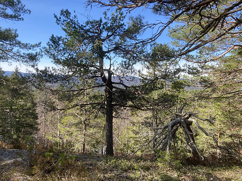 Stilige trær på vei opp mot Storås