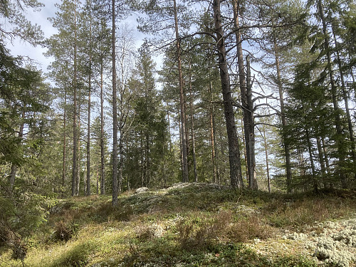 Toppunktet på Kinnåsen Vest ligger noen hundre meter unna stien til Bjønnehiet