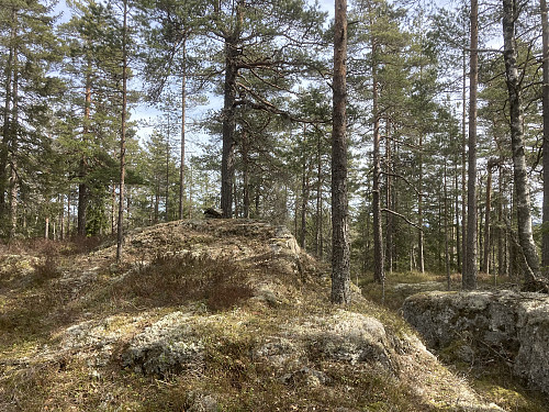 Dagens høyeste topp, Kinnåsen. Som for sin nabo i vest må man gå litt utenom stien for å komme til topps.