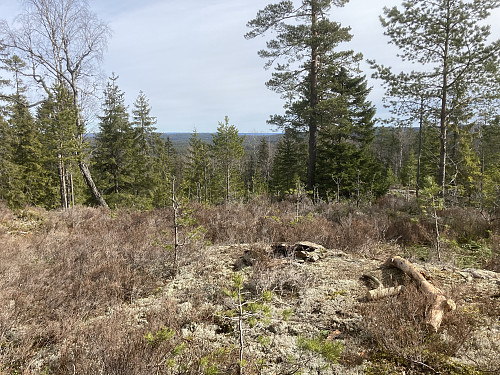 Litt utsikt fra en bålplass 30 meter fra den høyeste kollen på Kinnshøgda