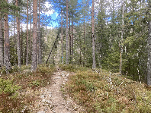 Toppunktet på Skriverberget ligger omtrent midt i stien. Brunkollen i bakgrunnen.