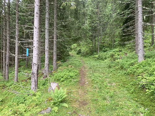 Merket og god sti oppover mot toppene