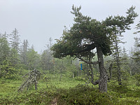 ØyvindBergkvam_20210620_60cf69211a6f5.jpg