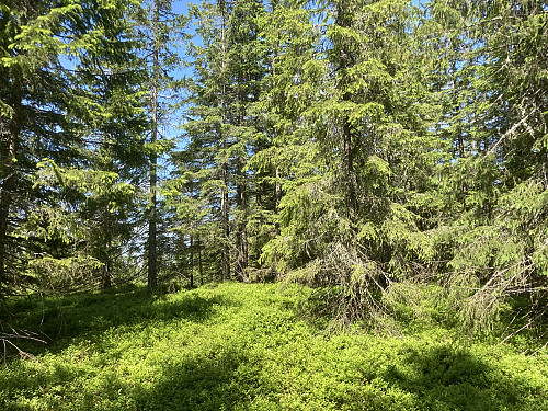 Kirkeberget er kun for ihuga toppsamlere