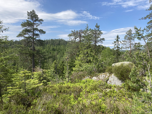 Tilbakeblikk fra stien mot Fugleknattene