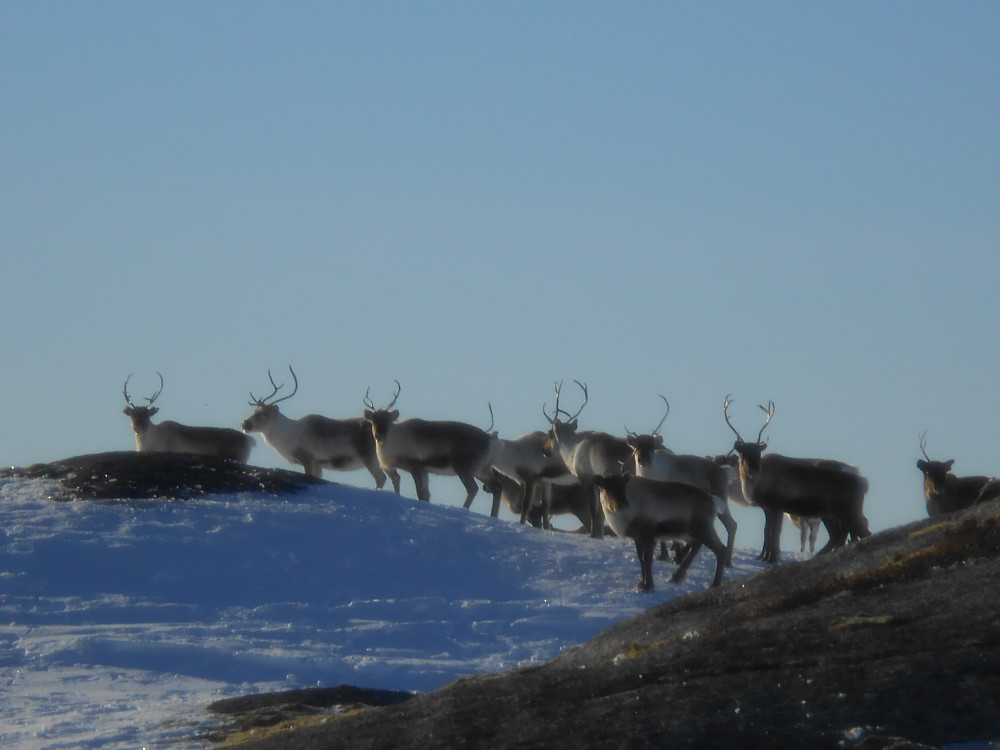 Reindeers.