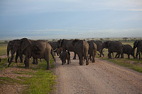 Elefanter i Amboseli.