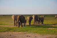 Elefanter i Amoseli 