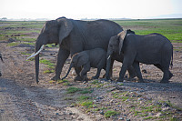Enda mer elefanter i Amboseli :-)