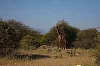 Sjiraff ved Amboseli Nat. Park