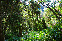 I regnskogen på Lemosho ruta.