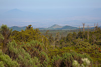 Ovenfor skogsgrensen, i kjempelyngsonen. Bakerst i disen synes Mt. Meru (4562 moh).