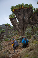 Nedover fra Lava Tower Camp mot Barranco Camp. Kilimanjaro-senecia.