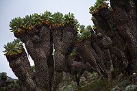 Kilimanjaro-senecia. Isteden for å kaste bladene, vikler de seg rundt stammen for å isolere mot nattekulden.