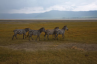 Sebraer i Ngorongoro.