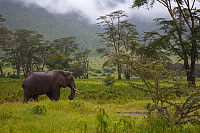 Diger elefantokse i Ngorongoro.