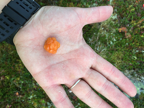 Multeplukkere trenger ikke risikere redningsaksjoner rundt Tusenårs. Men fant no ei da.