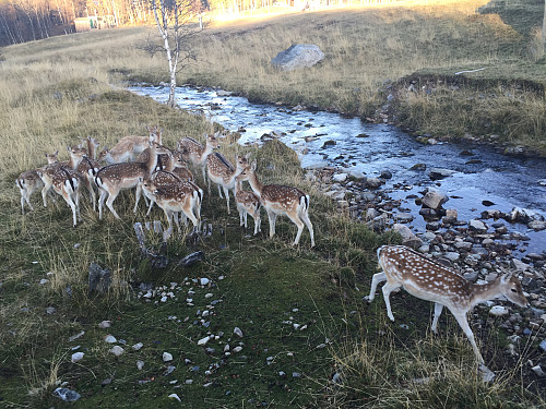 Bambi på Rondetunet. Her kan man både campe og leie diverse turutstyr.