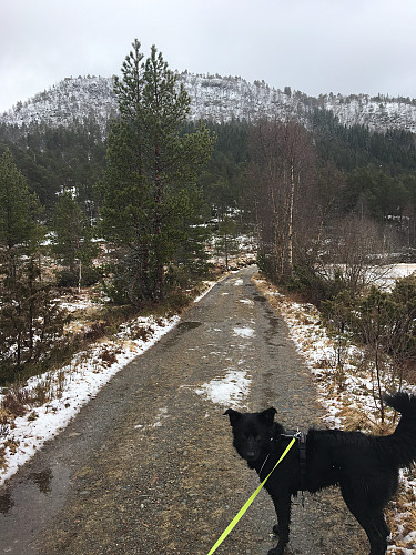 Fra Kringstadsetra mot den veien vi gikk opp på Kringstadnakken