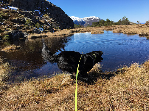 Fornøyd hund