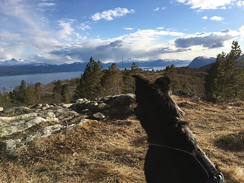 Simba på Varden