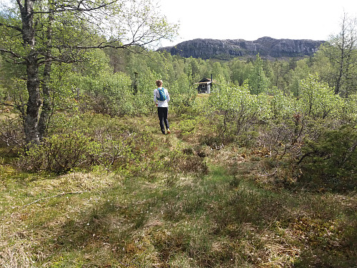 Frå Subbelia mot Vikestølsheia