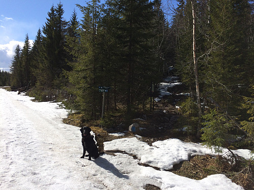 I krysset der stien tar av fra Fjellsjøvegen og opp til Fjellsjøkampen.