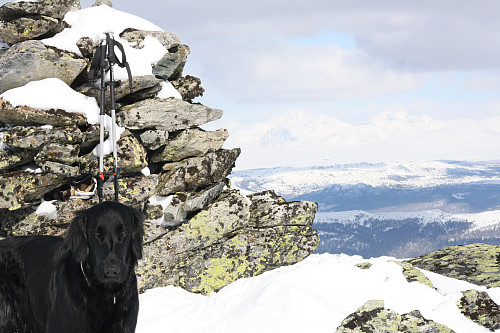 Kimi, en turvant Flatcoated retriever på toppen av Kviknegråhø