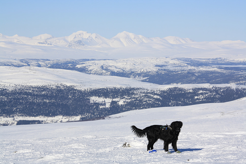 Et lite stykke opp i lia. Kimi med Rondane i bakgrunnen. 