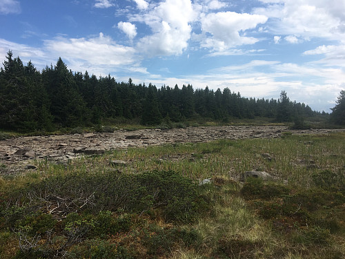 Skjerketjerna helt uttørket i år.
