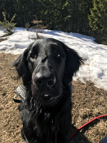 Kimi (Flatcoated Retriever)