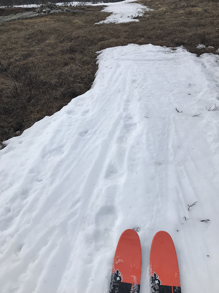 Nede i skogen nærmere Maurvangen hadde våren fått godt tak.